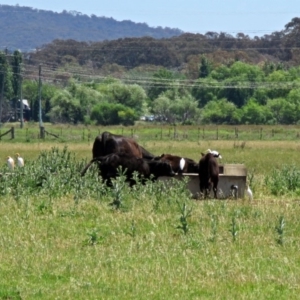 Bubulcus coromandus at Fyshwick, ACT - 6 Dec 2018