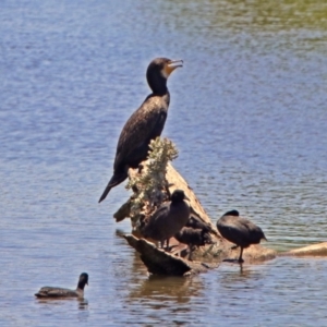 Phalacrocorax carbo at Fyshwick, ACT - 6 Dec 2018 01:03 PM