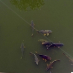 Cyprinus carpio at Fyshwick, ACT - 6 Dec 2018