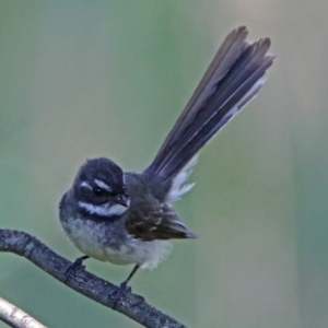 Rhipidura albiscapa at Fyshwick, ACT - 6 Dec 2018 01:42 PM