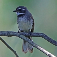 Rhipidura albiscapa at Fyshwick, ACT - 6 Dec 2018