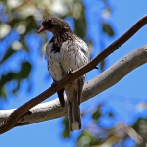 Oriolus sagittatus at Fyshwick, ACT - 6 Dec 2018 11:42 AM