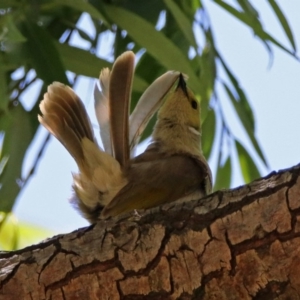 Ptilotula penicillata at Fyshwick, ACT - 6 Dec 2018