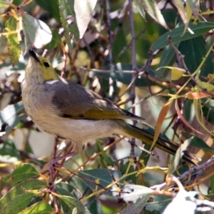 Ptilotula penicillata at Fyshwick, ACT - 6 Dec 2018