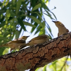 Ptilotula penicillata at Fyshwick, ACT - 6 Dec 2018