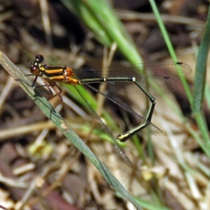 Nososticta solida at Fyshwick, ACT - 6 Dec 2018