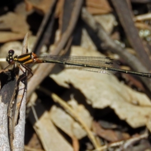 Nososticta solida at Fyshwick, ACT - 6 Dec 2018