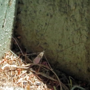 Tipulidae or Limoniidae (family) at Fyshwick, ACT - 6 Dec 2018