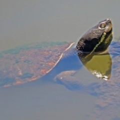 Emydura macquarii (Macquarie Turtle) at Jerrabomberra Wetlands - 6 Dec 2018 by RodDeb
