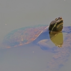 Emydura macquarii at Fyshwick, ACT - 6 Dec 2018