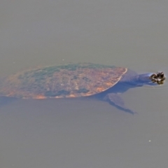 Emydura macquarii at Fyshwick, ACT - 6 Dec 2018