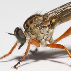 Cerdistus sp. (genus) (Yellow Slender Robber Fly) at Evatt, ACT - 1 Dec 2018 by TimL
