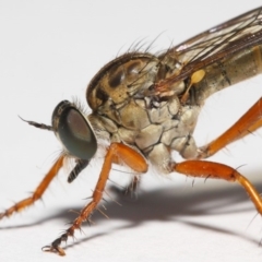 Cerdistus sp. (genus) (Slender Robber Fly) at Evatt, ACT - 2 Dec 2018 by TimL