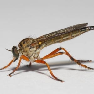 Cerdistus sp. (genus) at Evatt, ACT - 2 Dec 2018 06:34 AM