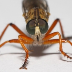 Cerdistus sp. (genus) at Evatt, ACT - 2 Dec 2018 06:34 AM