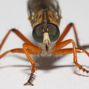 Cerdistus sp. (genus) at Evatt, ACT - 2 Dec 2018 06:34 AM