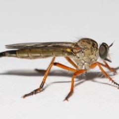 Cerdistus sp. (genus) at Evatt, ACT - 2 Dec 2018 06:34 AM