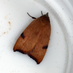 Tortricopsis uncinella (A concealer moth) at O'Connor, ACT - 3 Dec 2018 by ibaird