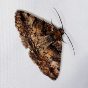 Cryphaea xylina at O'Connor, ACT - 3 Dec 2018 10:26 PM