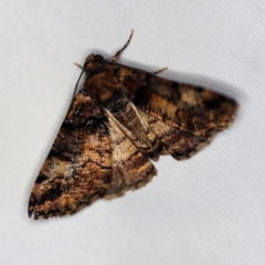 Cryphaea xylina at O'Connor, ACT - 3 Dec 2018 10:26 PM