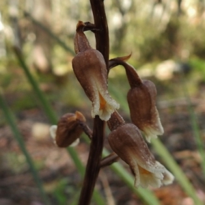 Gastrodia sp. at Cotter River, ACT - 7 Dec 2018