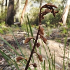 Gastrodia sp. at Cotter River, ACT - 7 Dec 2018