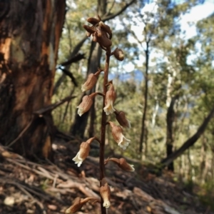 Gastrodia sp. at Cotter River, ACT - suppressed