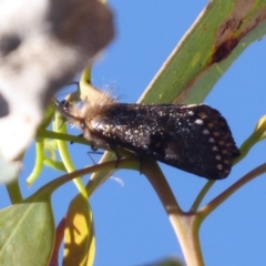 Epicoma contristis (Yellow-spotted Epicoma Moth) at Mount Mugga Mugga - 7 Dec 2018 by Christine