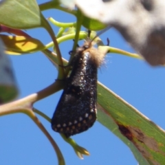 Epicoma contristis at Symonston, ACT - 7 Dec 2018