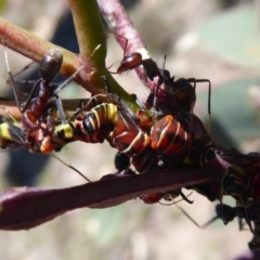 Eurymela sp. (genus) at Symonston, ACT - 7 Dec 2018 10:00 AM