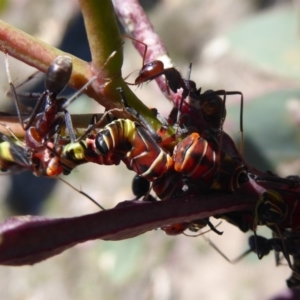 Eurymela sp. (genus) at Symonston, ACT - 7 Dec 2018 10:00 AM