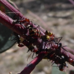 Iridomyrmex purpureus (Meat Ant) at Symonston, ACT - 6 Dec 2018 by Christine