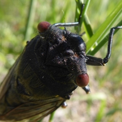 Psaltoda moerens (Redeye cicada) at Hume, ACT - 7 Dec 2018 by Christine