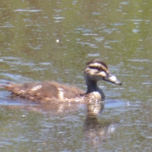 Anas superciliosa at Fyshwick, ACT - 7 Dec 2018