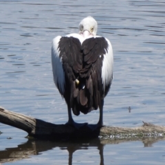 Pelecanus conspicillatus (Australian Pelican) at Fyshwick, ACT - 7 Dec 2018 by Christine