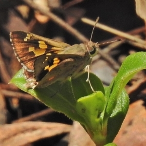 Trapezites phigalioides at Cotter River, ACT - 7 Dec 2018