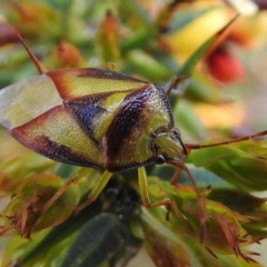 Stauralia sp. (genus) (False stink bug) at Cotter River, ACT - 7 Dec 2018 by JohnBundock