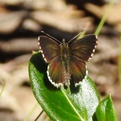 Neolucia agricola (Fringed Heath-blue) at Cotter River, ACT - 7 Dec 2018 by JohnBundock