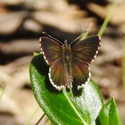 Neolucia agricola (Fringed Heath-blue) at Cotter River, ACT - 7 Dec 2018 by JohnBundock