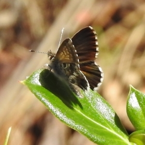 Neolucia agricola at Cotter River, ACT - 7 Dec 2018 03:15 PM