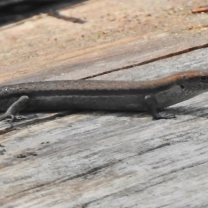 Lampropholis guichenoti at Cotter River, ACT - 7 Dec 2018 03:24 PM