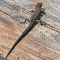 Lampropholis guichenoti at Cotter River, ACT - 7 Dec 2018 03:24 PM