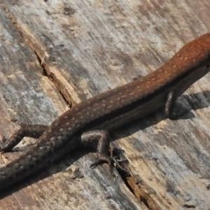 Lampropholis guichenoti at Cotter River, ACT - 7 Dec 2018 03:24 PM