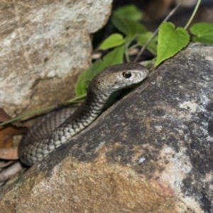 Pseudonaja textilis at Acton, ACT - 7 Dec 2018