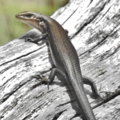 Pseudemoia entrecasteauxii (Woodland Tussock-skink) at Cotter River, ACT - 7 Dec 2018 by JohnBundock