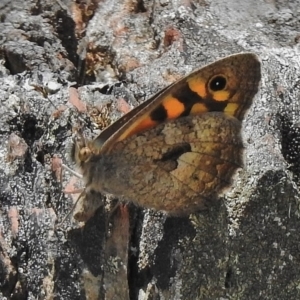 Geitoneura klugii at Cotter River, ACT - 7 Dec 2018 01:22 PM