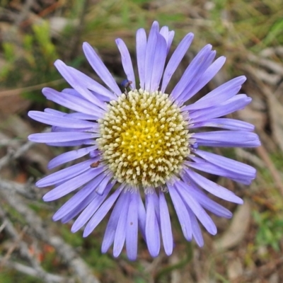 Brachyscome spathulata (Coarse Daisy, Spoon-leaved Daisy) at Cotter River, ACT - 7 Dec 2018 by JohnBundock