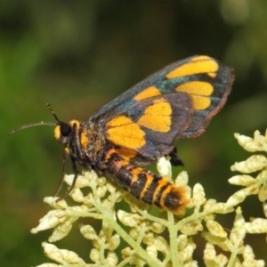 Amata (genus) at Hackett, ACT - 27 Nov 2018 12:29 PM