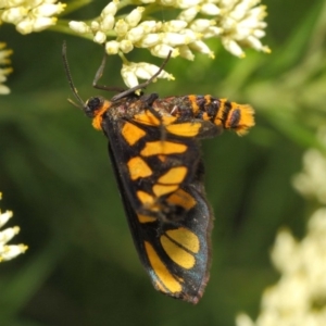 Amata (genus) at Hackett, ACT - 27 Nov 2018 12:29 PM