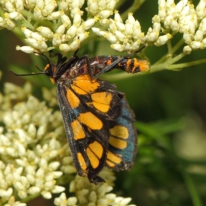 Amata (genus) at Hackett, ACT - 27 Nov 2018 12:29 PM